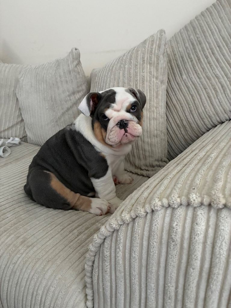 English bulldog 