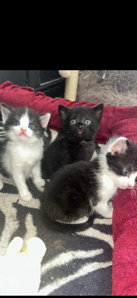 Kittens