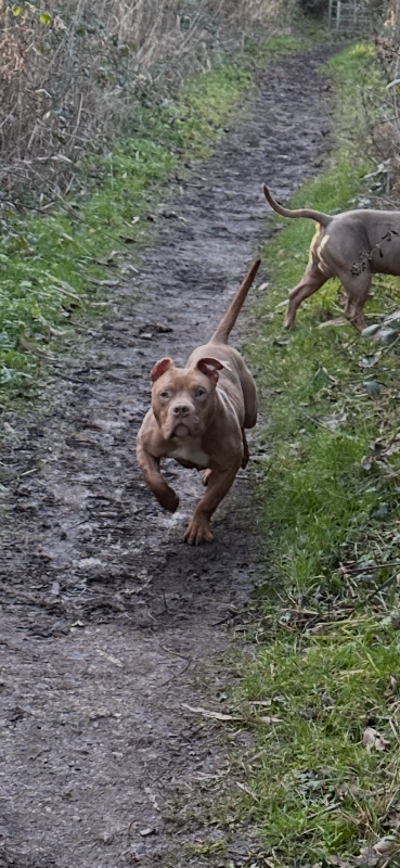 8 month old pocket bully pup