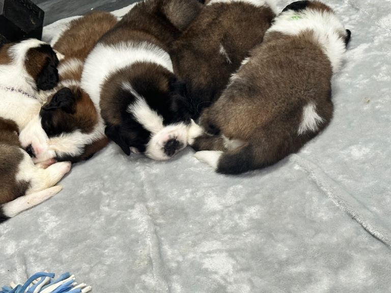 Exceptional litter of show quality pups 