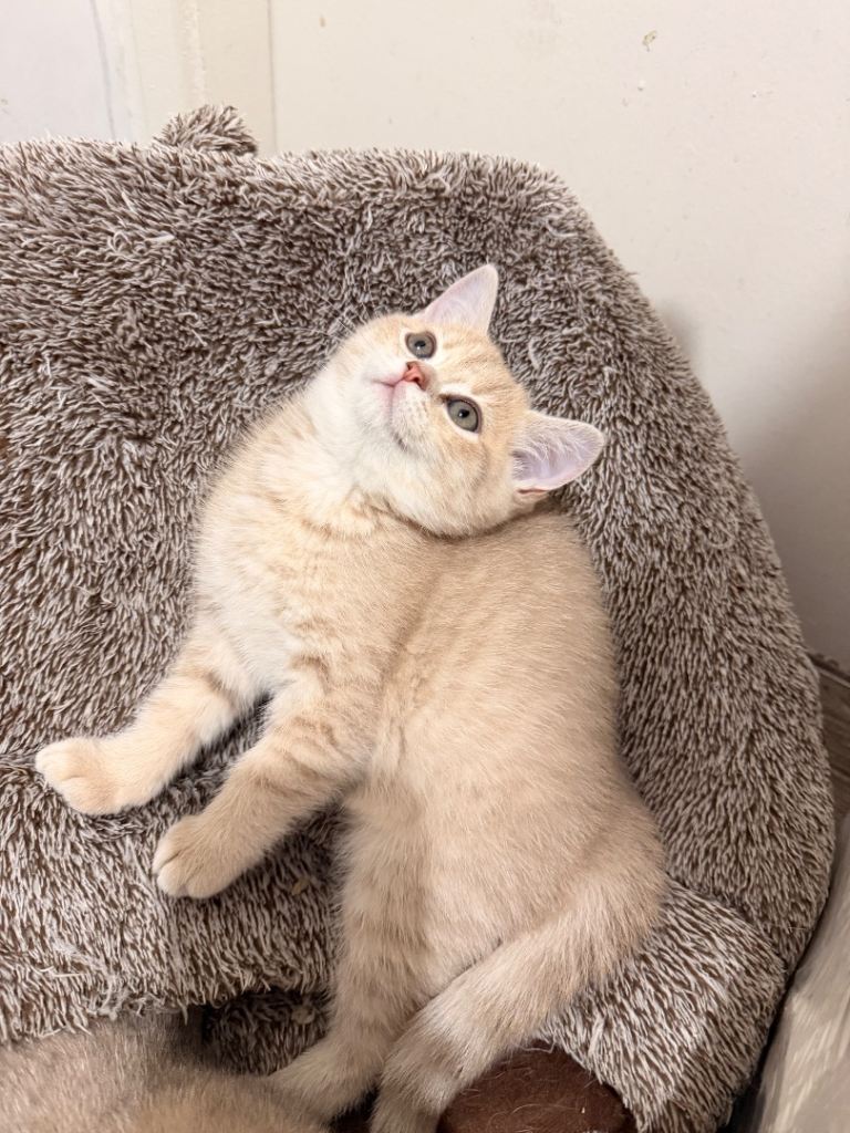 🐾 Only one purebred British Shorthair female left 🐾🩷 Girl 🏡❤️