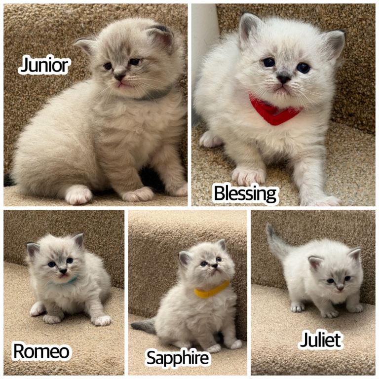 Beautiful Ragdoll kittens