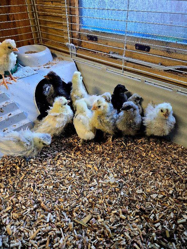 Silkie/polish chicks 