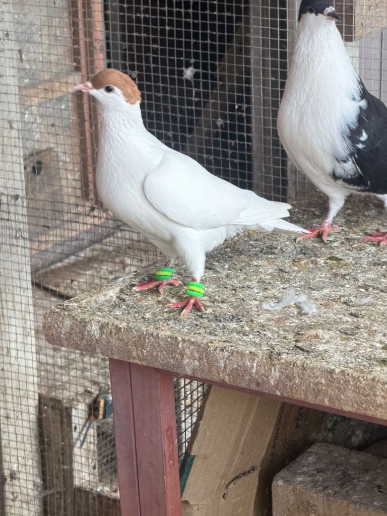 Afghan pigeon 