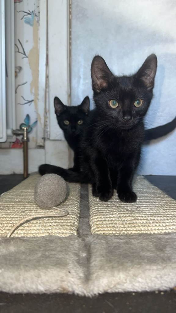 Kittens for sale