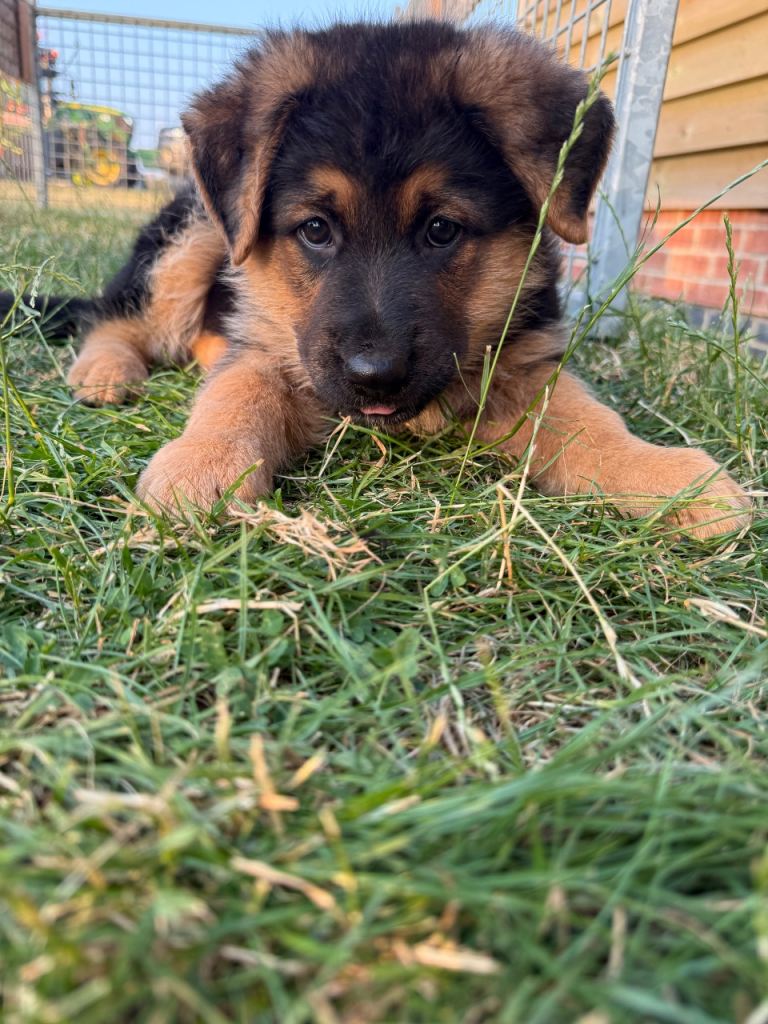 German shepherd puppy 