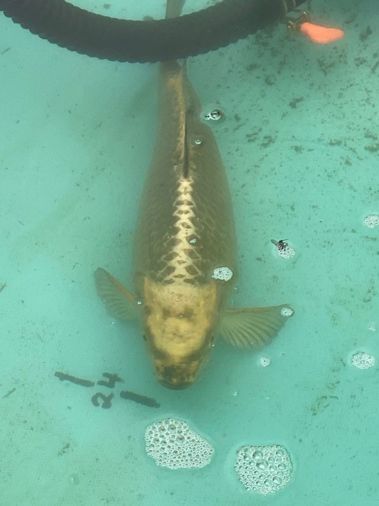 6 x 50-57cm ghost koi male& female need rehousing 