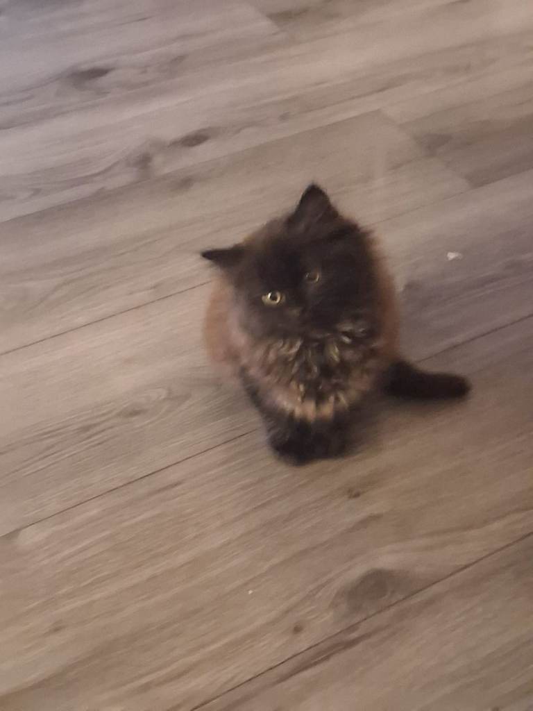 CHANTILLY TIFFANY KITTENS 9weeks 