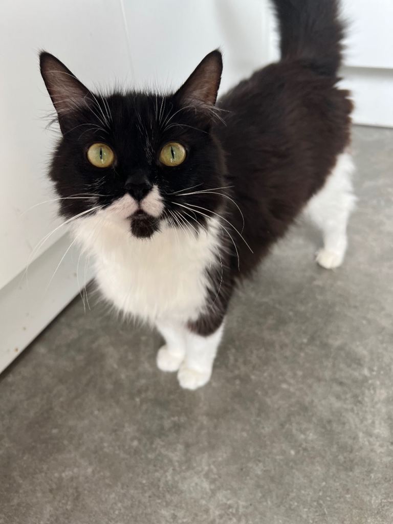 Tuxedo 