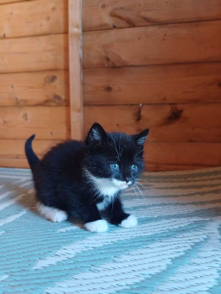 Gorgeous Kittens Available