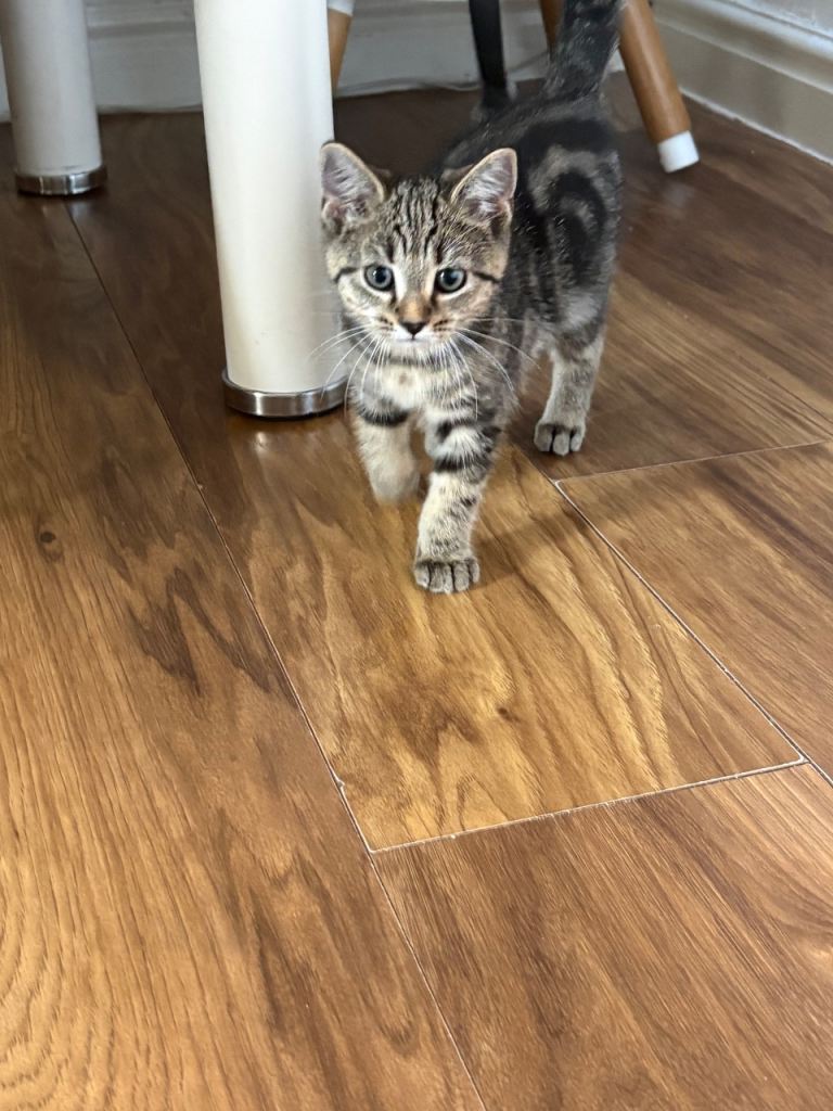 Kitten 
