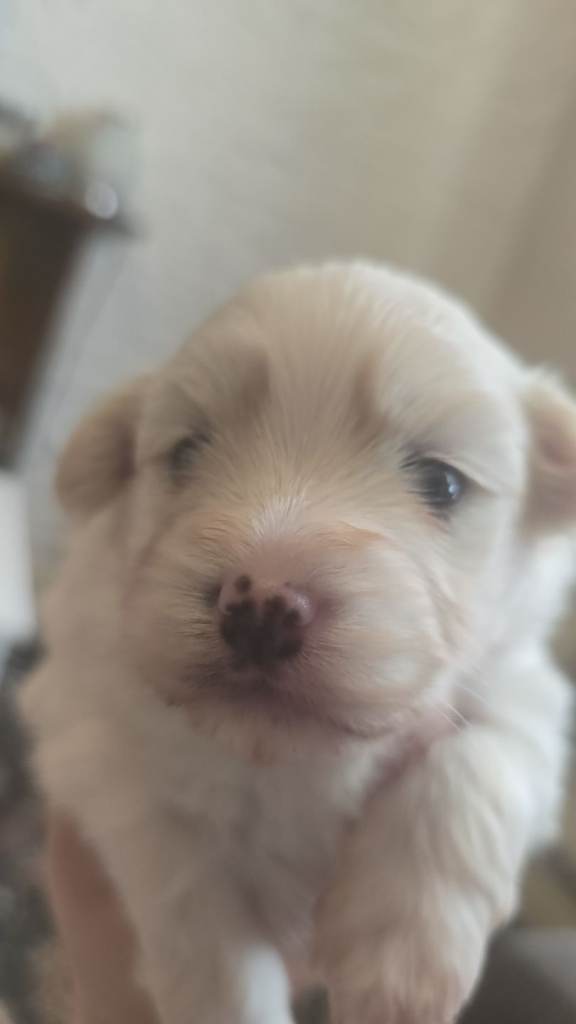 Maltese boy puppies 