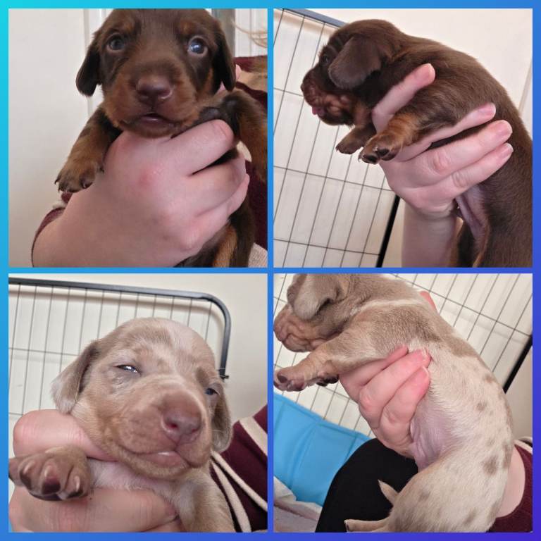 Minature Dachshund puppies