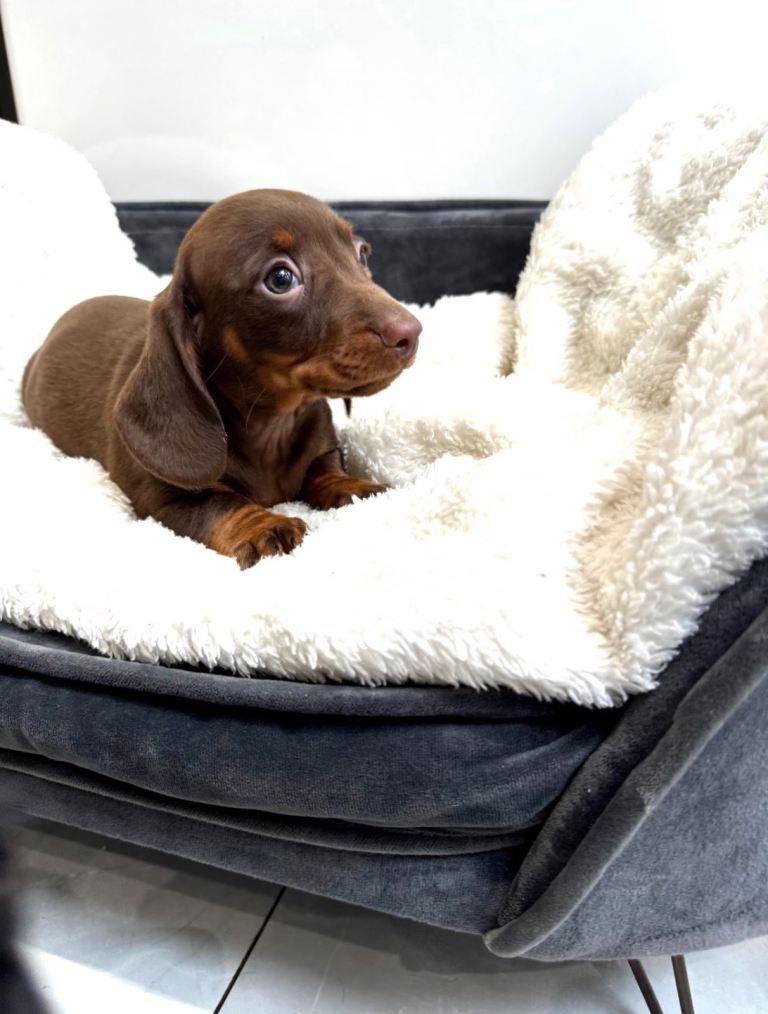 Miniature dachshund 