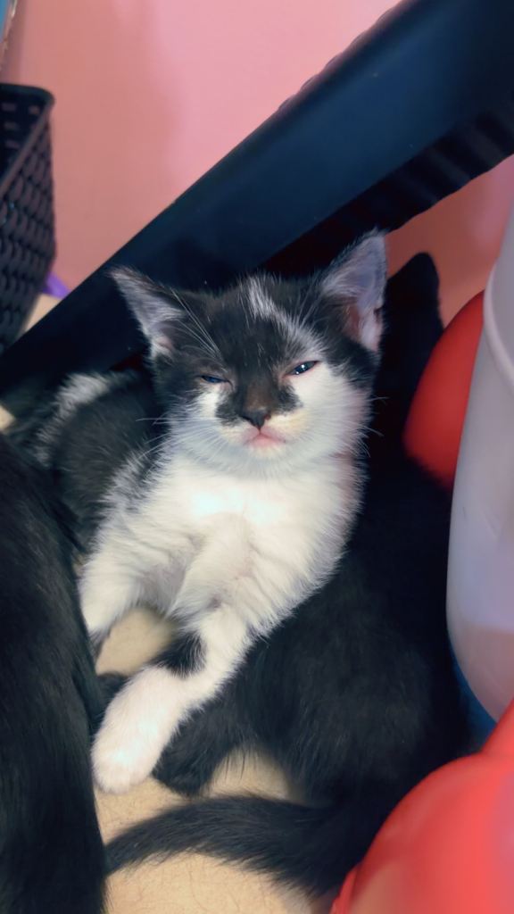 2 beautiful kittens Left 