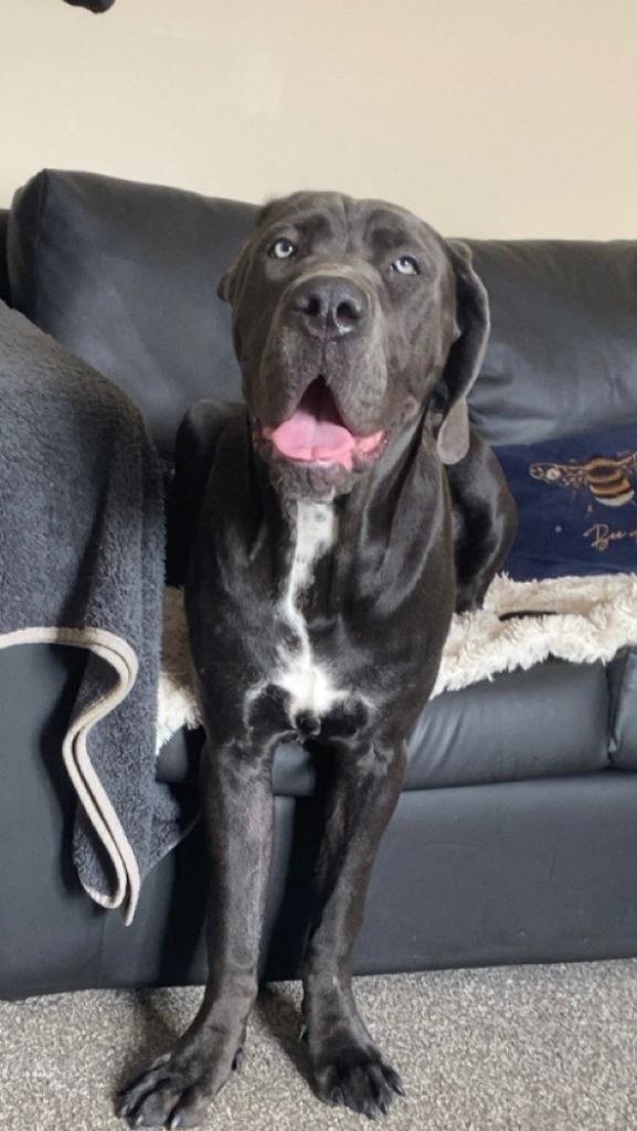 Female Great Dane x Cane Corso