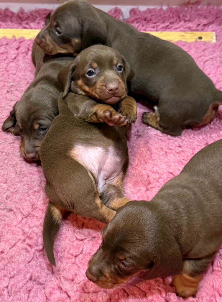 Chocolate & Tan Miniature Dachshund Puppies 