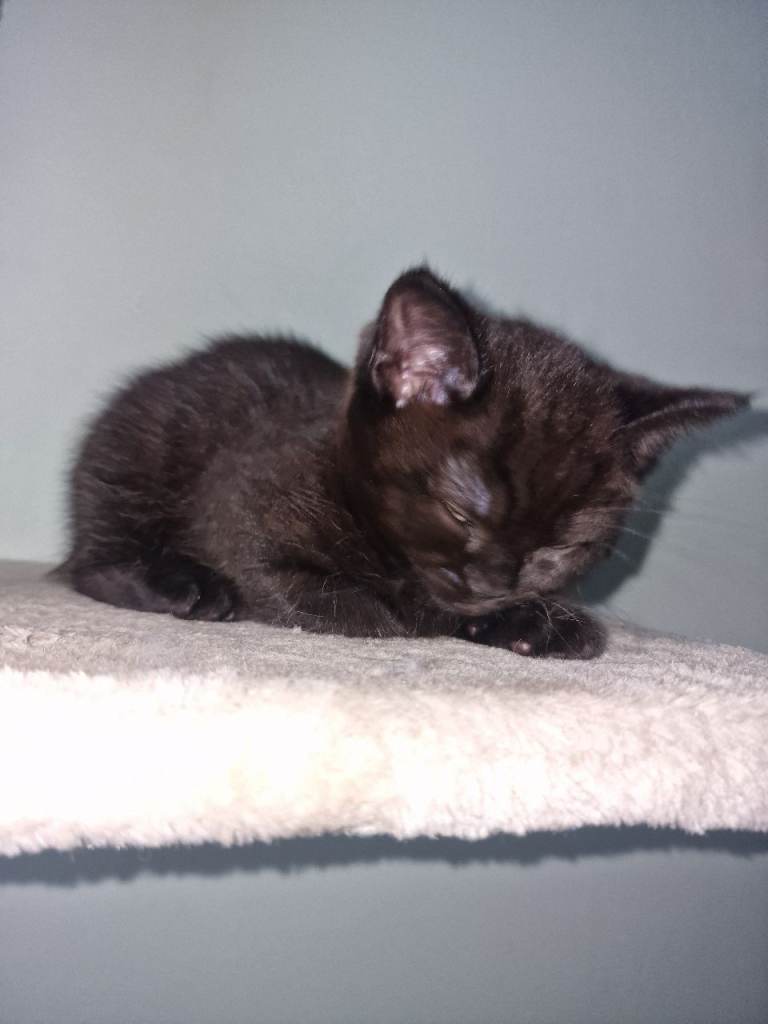 BLACK/BROWN BSH x RAGDOLL x MAINE COON KITTEN LOOKING FOR GOOD HOME