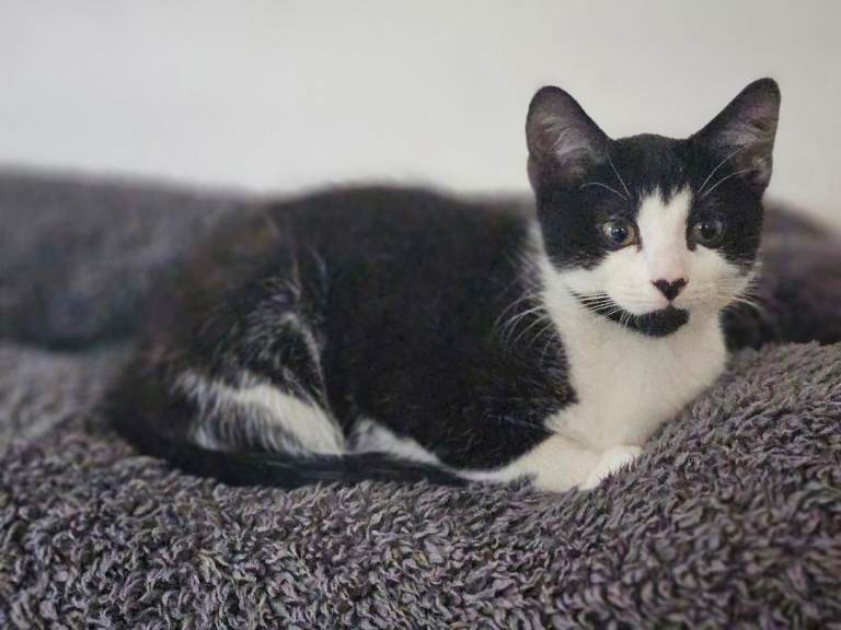 Black and white kitten (Male)