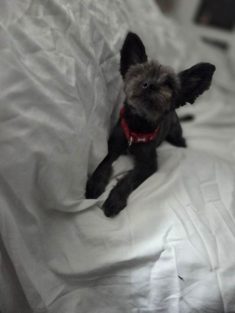 Yorkie x pom 7 month old