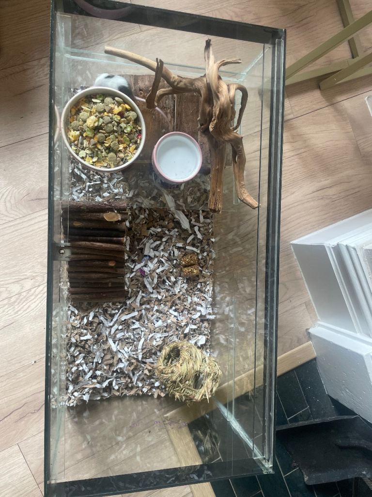 Mice cage, accessories, and 2 fancy mice 