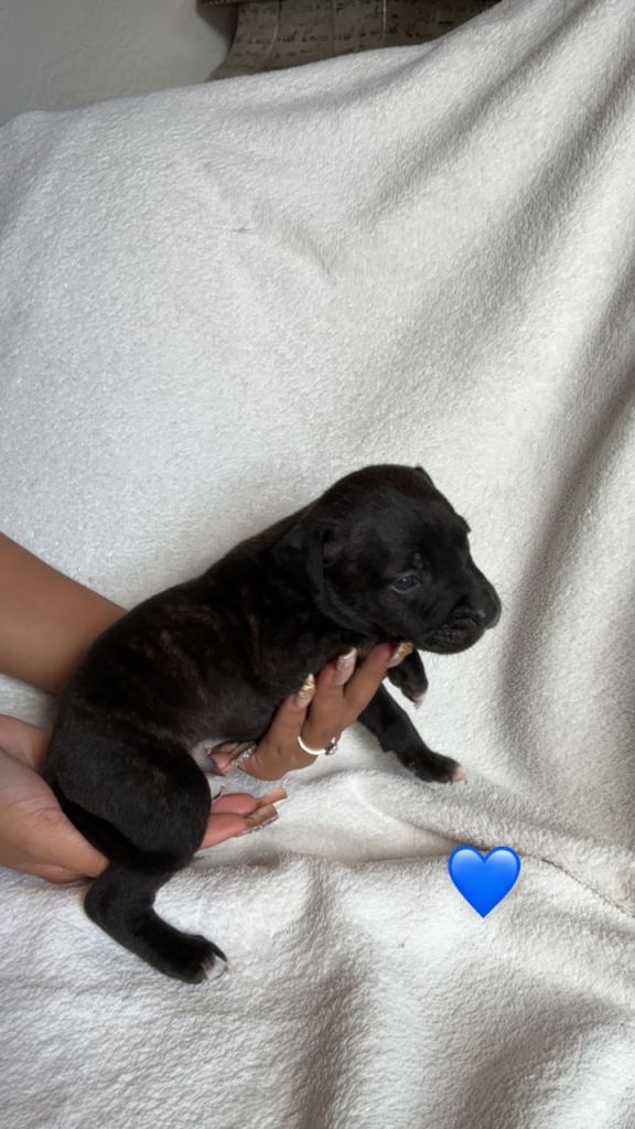 Staffy puppies 