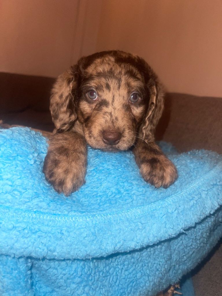 stunning miniature labradoodle puppies 