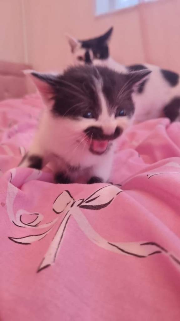 4 beautiful kittens ready for new loving home ♡