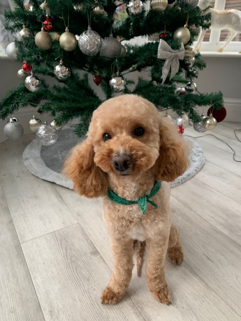 Our Dog Daisy for sale 