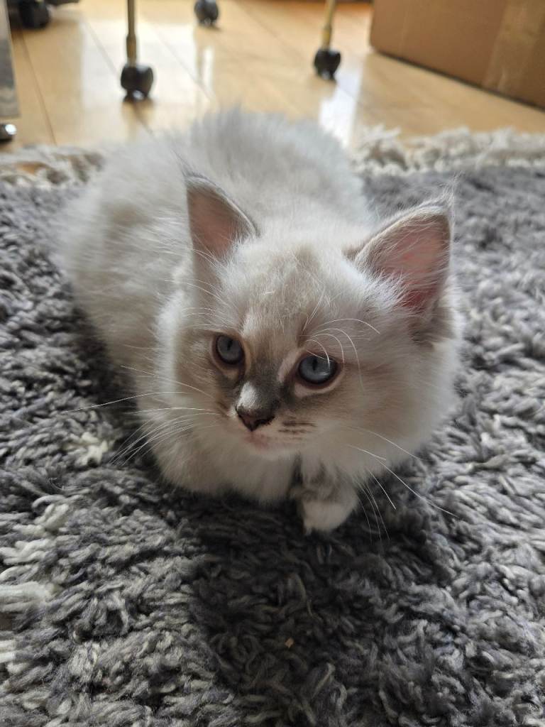 Stunning Purebred Ragdoll Kittens – 8 Weeks Old – Ready for Their Forever Homes!