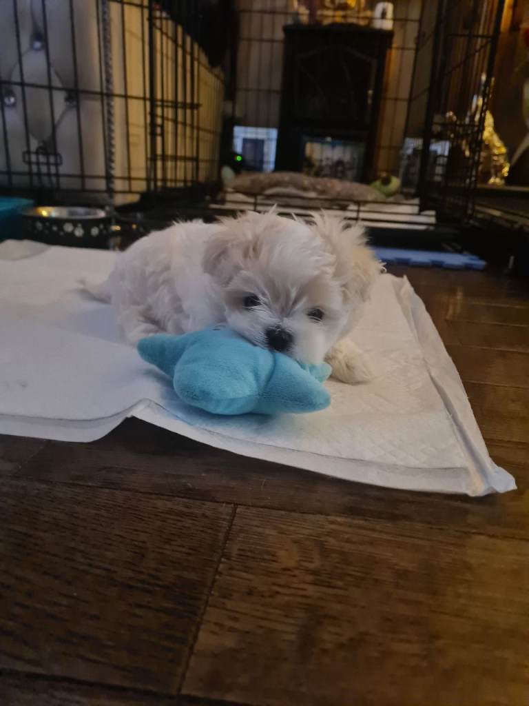Korean Maltese Male Puppy