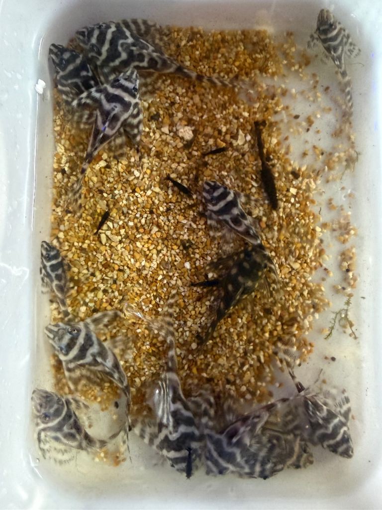 L173 Pleco for sale 