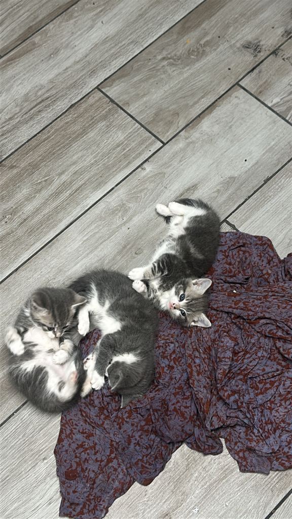 3 Adorable 8-Week-Old grey Kittens Looking for Their Forever Homes 🐾