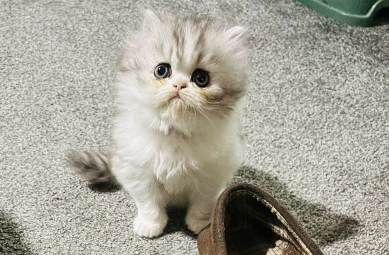 Beautiful female Persian kitten