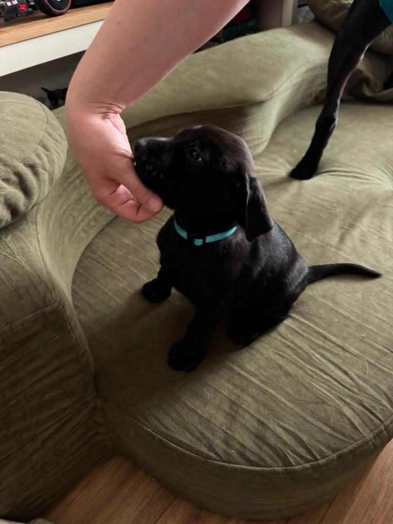 10 Puppies left from litter of 13 mixed Breed