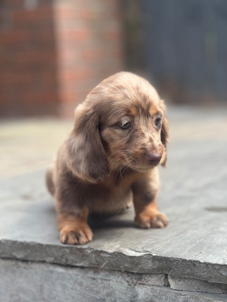 Miniature long haired dachshund puppies 