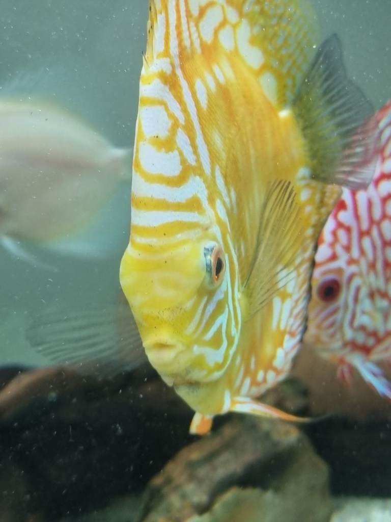 Discus Fish 