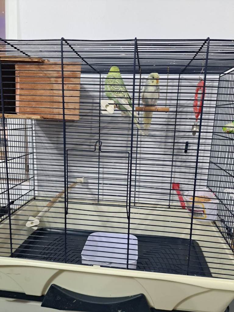 Budgies For sale