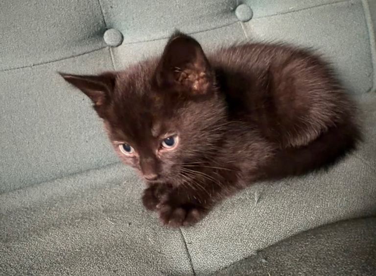 Kitten 