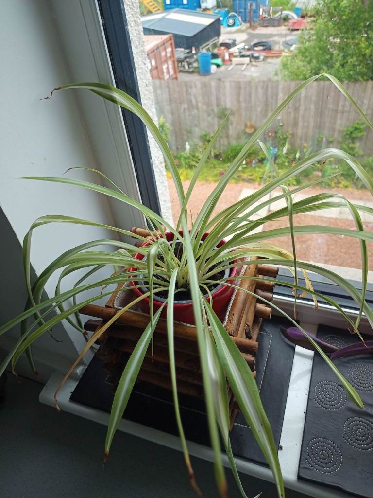 Indoor plant