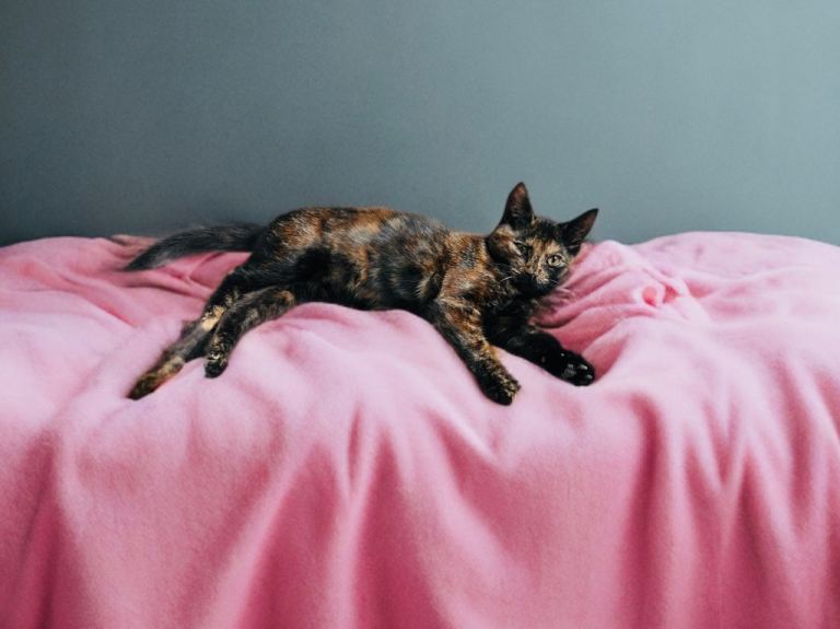 Kids-Friendly Tortoiseshell Kitten, 14 Weeks, Ready Now