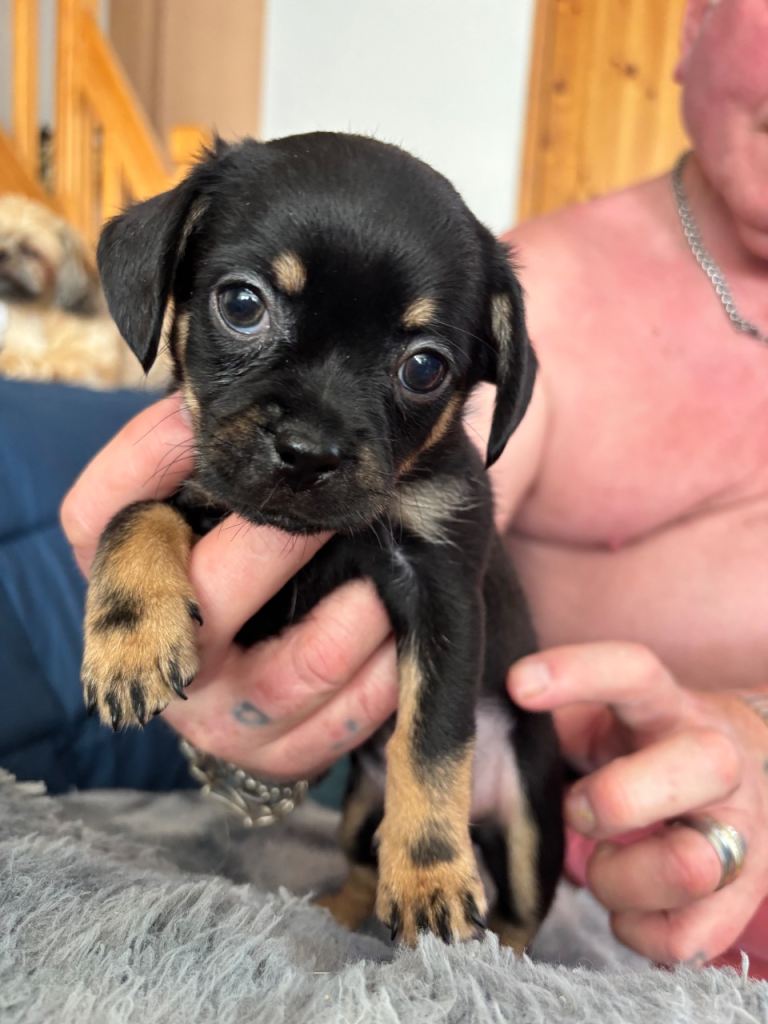 Imperial Shitzu cross Russian toy terrier pups