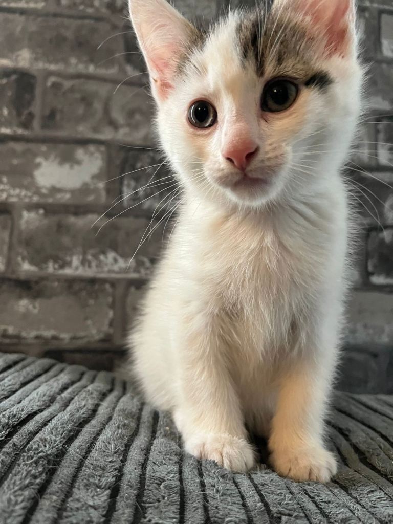 One beautiful kitten for sale 