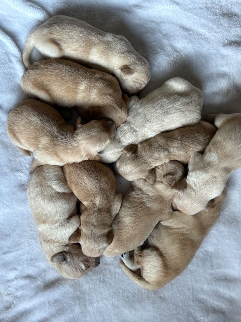 Golden retriever puppies