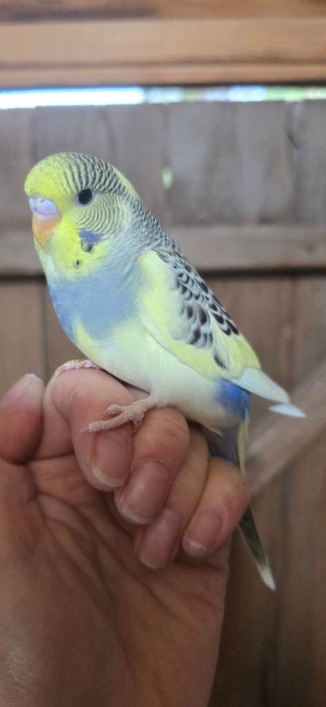 Gorgeous baby budgies 