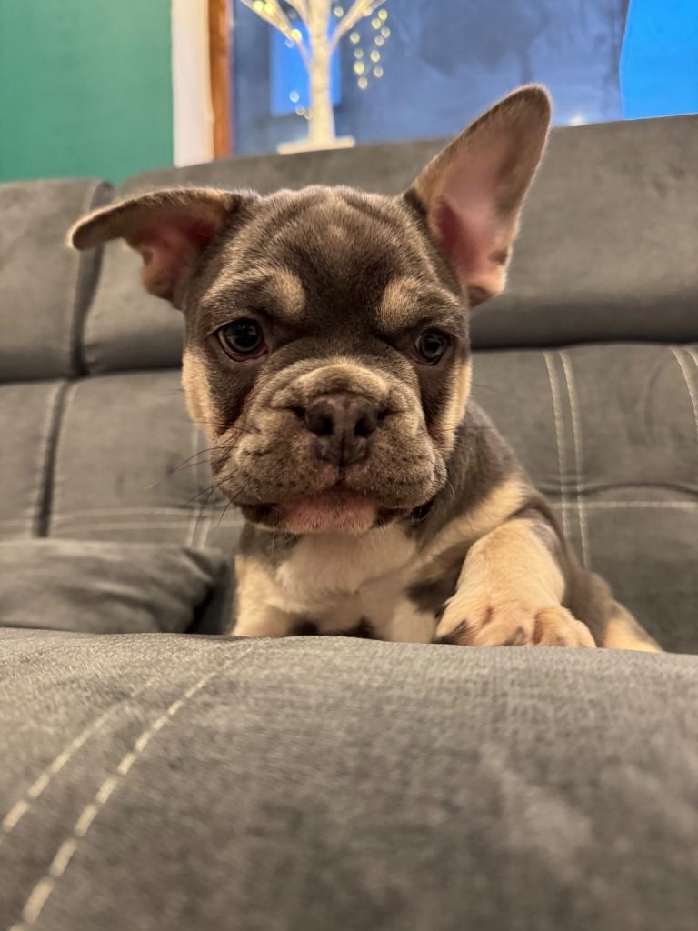 🐾 Blue & Tan French Bulldog Puppy – Ready Now 🐾