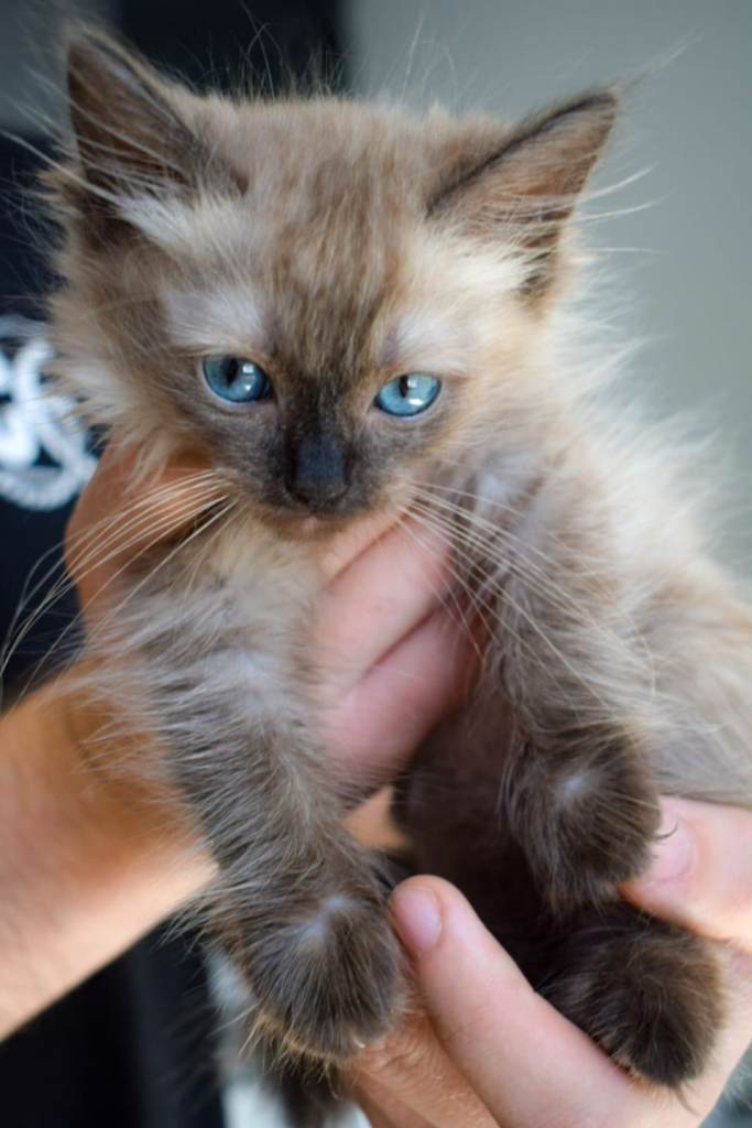 Last 2 kittens left