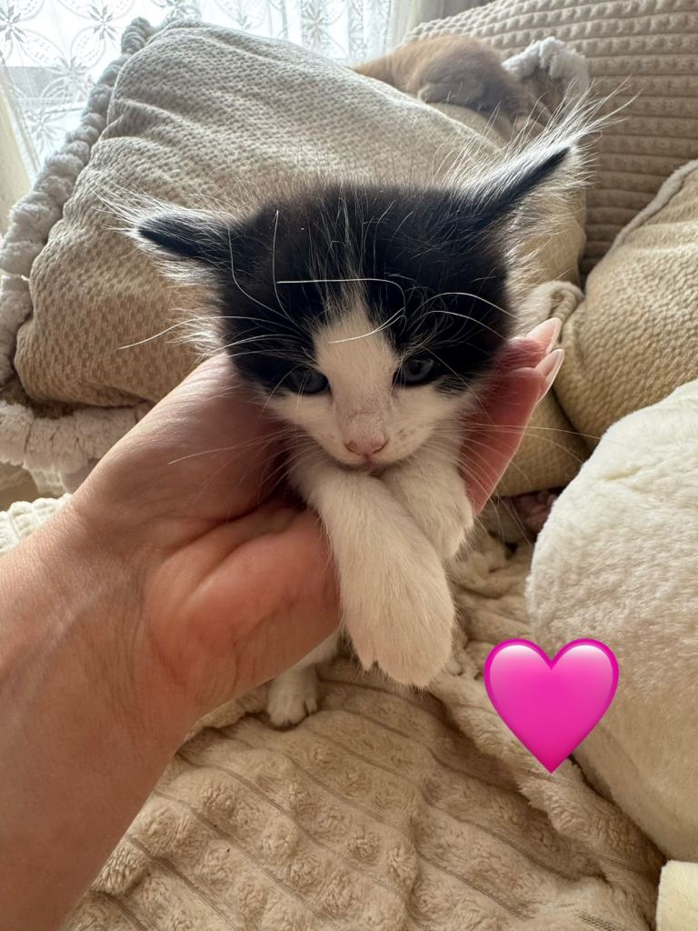 Kittens 2 girls