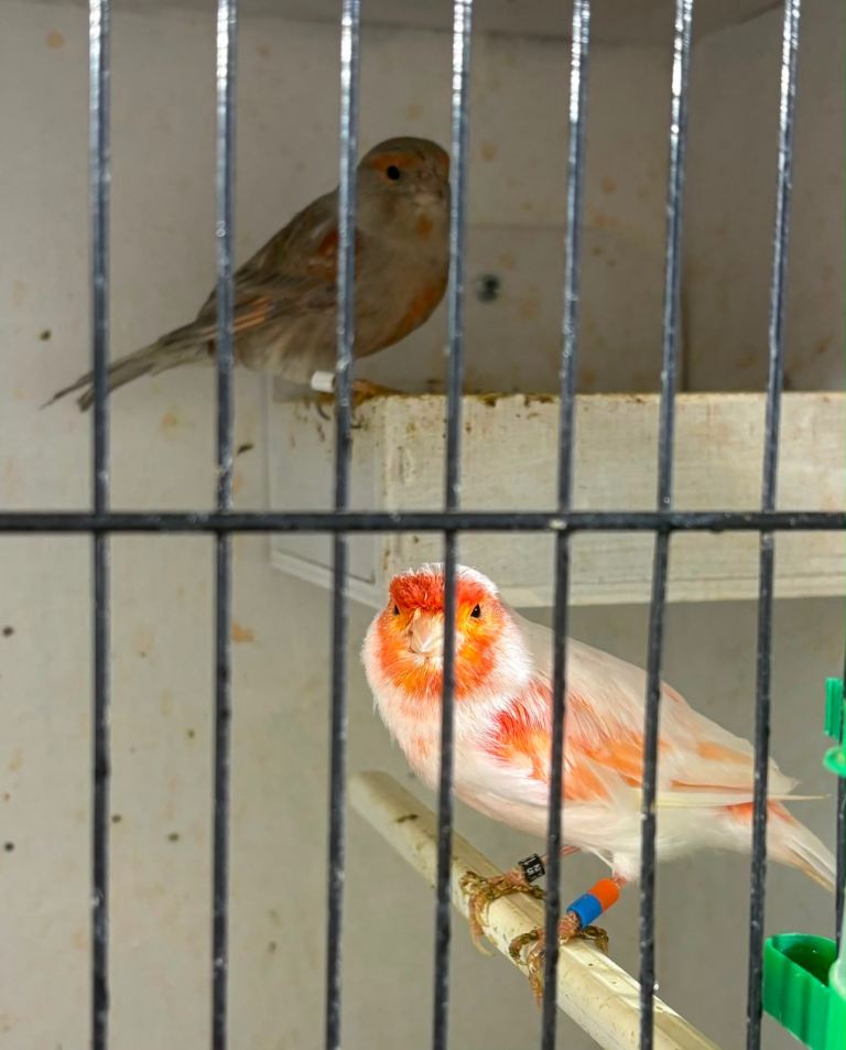 Beautiful Canaries for Sale