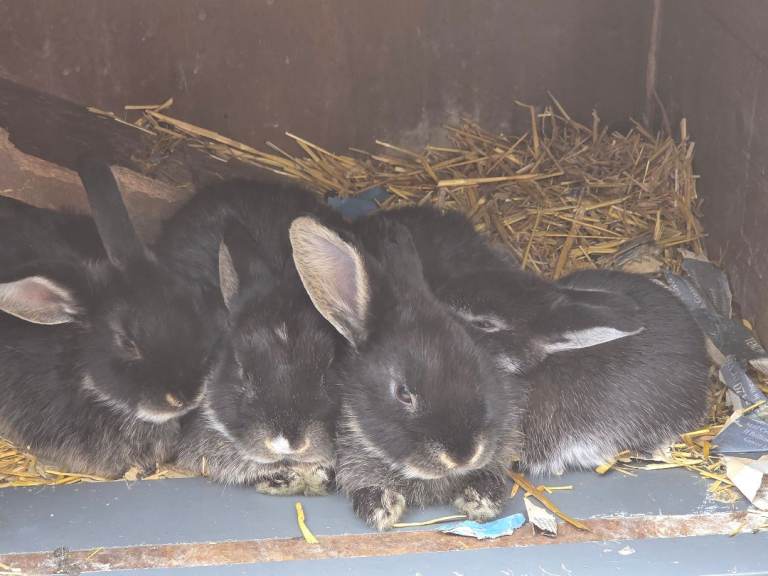 Beautiful bundles of fur